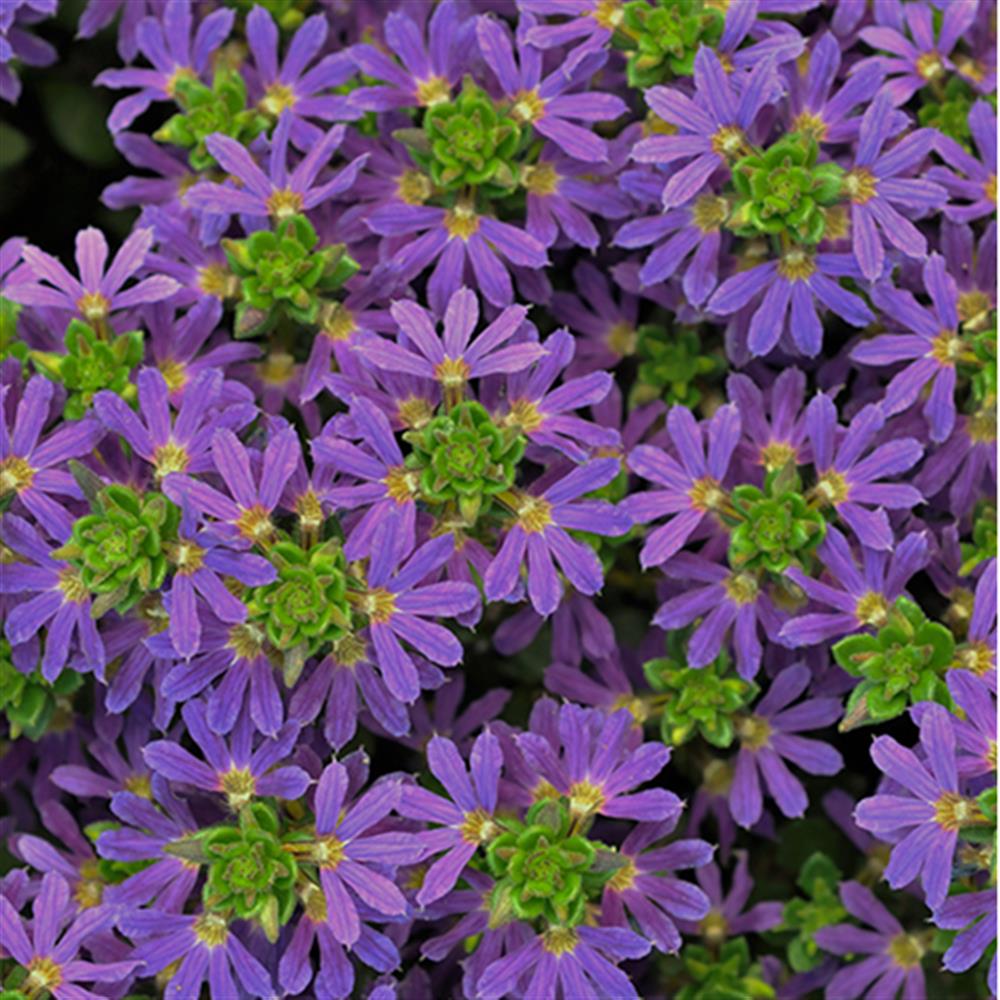 Scaevola Surdiva Blue Violet 4.75"