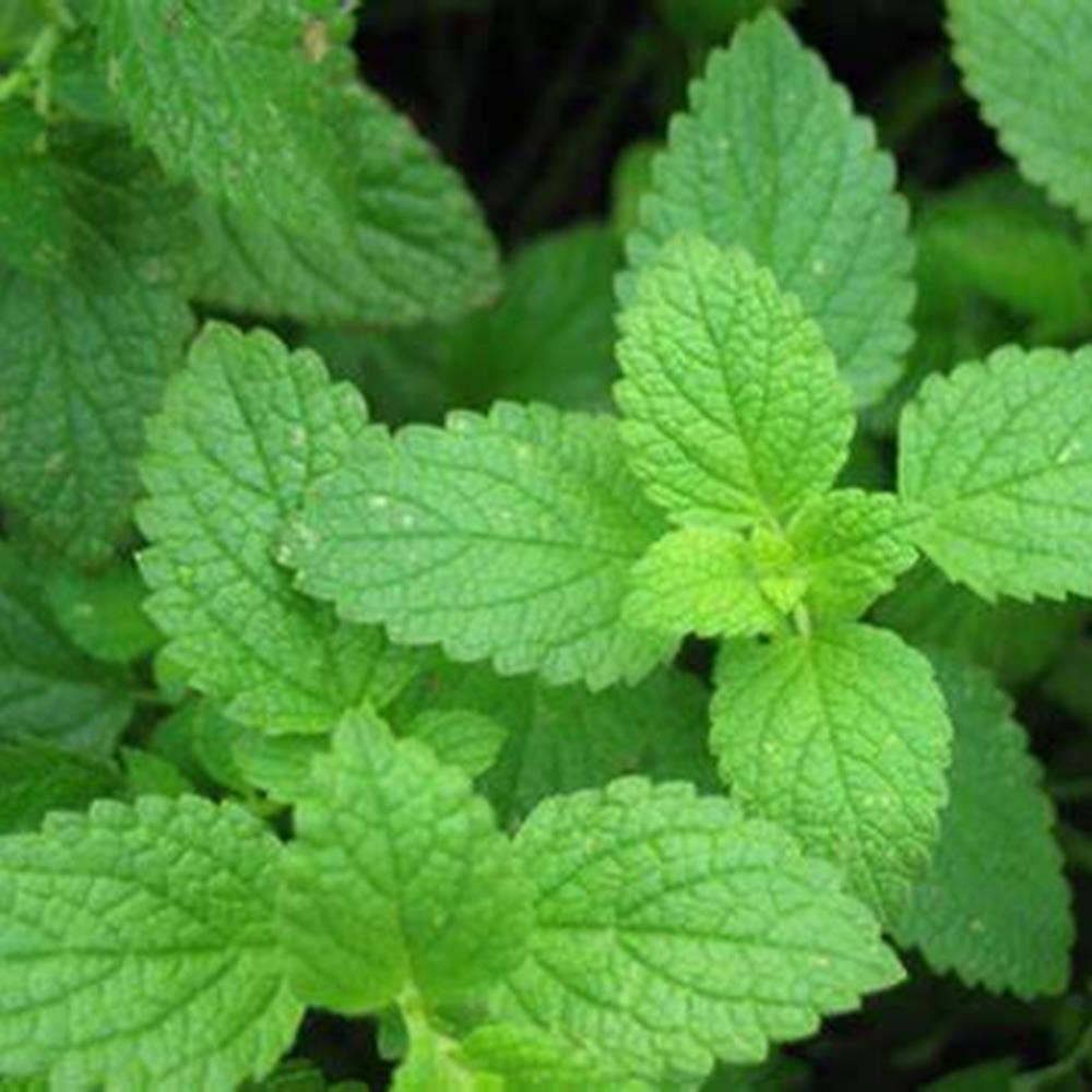 Herb, Mint Spearmint 4" 4"