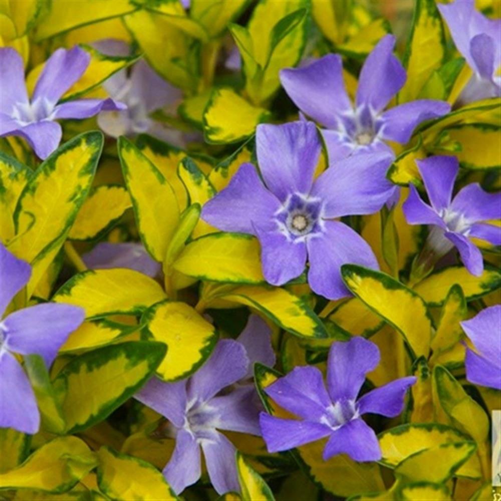 Vinca minor 'Bowles' Qt Qt Pot