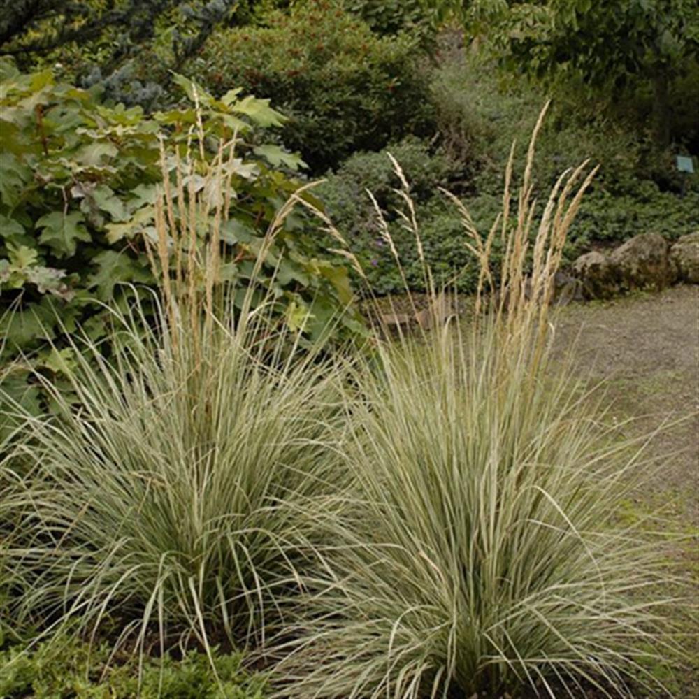 Grass, Feather Reed 'Lightning' #1 #1