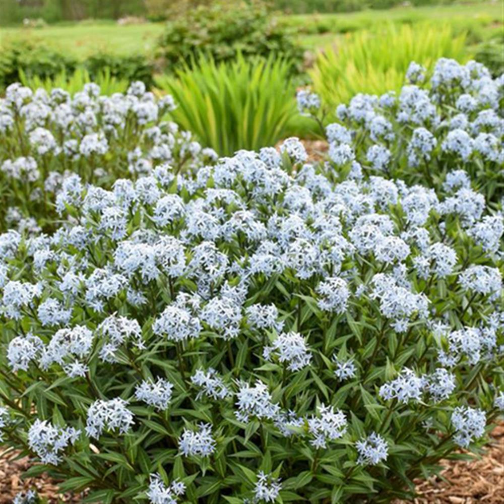 Amsonia 'String Theory'