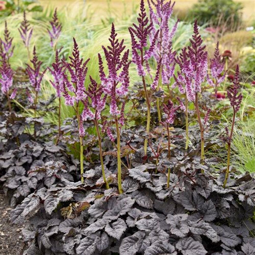 Astilbe 'Dark Side of the Moon #1 #1