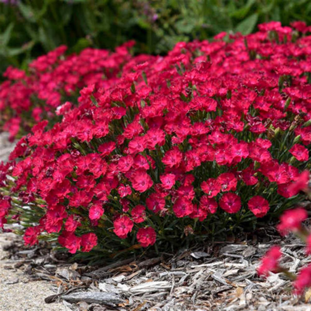 Dianthus 'Paint the Town Red' #1 #1