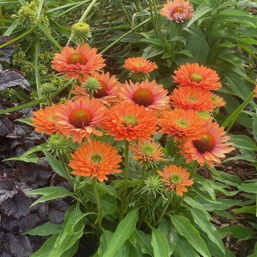Coneflower 'Sunseeker Pumpkin Pie' #1 #1 Pot