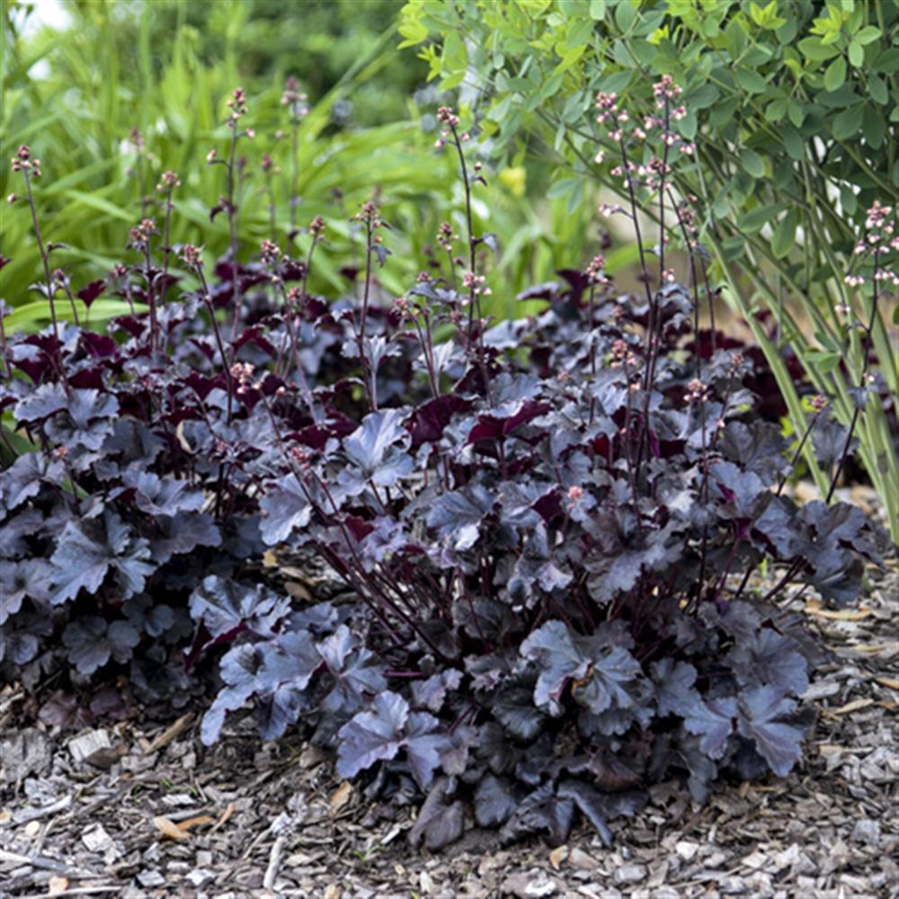 Coral Bells 'Northern Exposure Black' #1 Pot