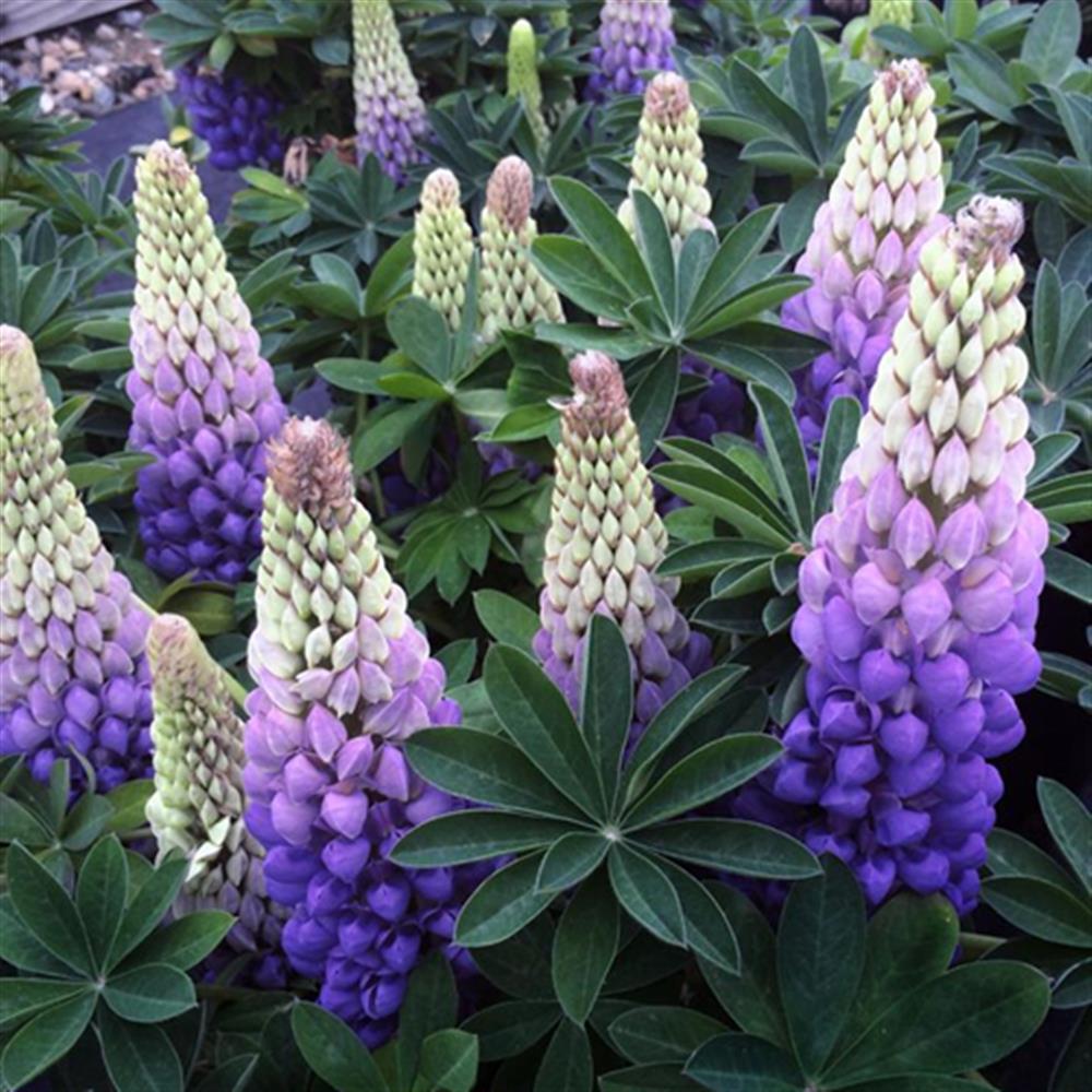 Lupine 'Terracotta' #2