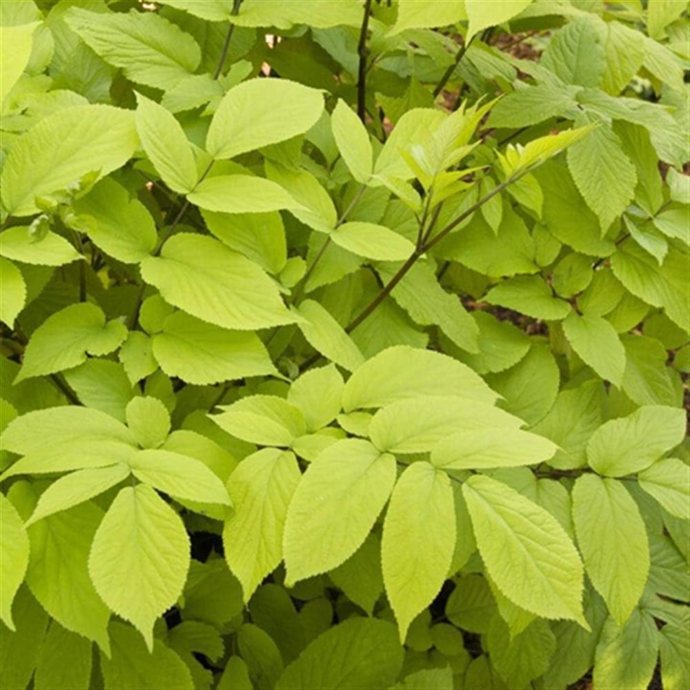 Aralia 'Gotemba' #2 #2