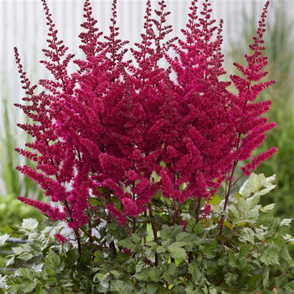 Astilbe 'Volcano' #1 #1