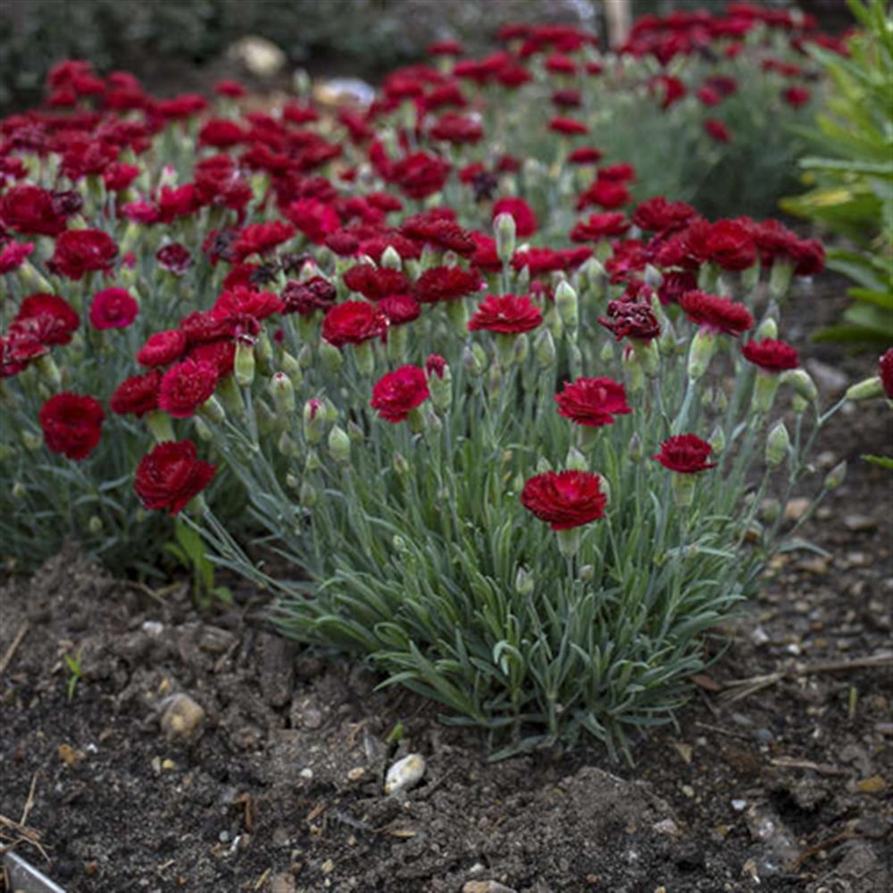 Dianthus, 'Rock Ruby' #1