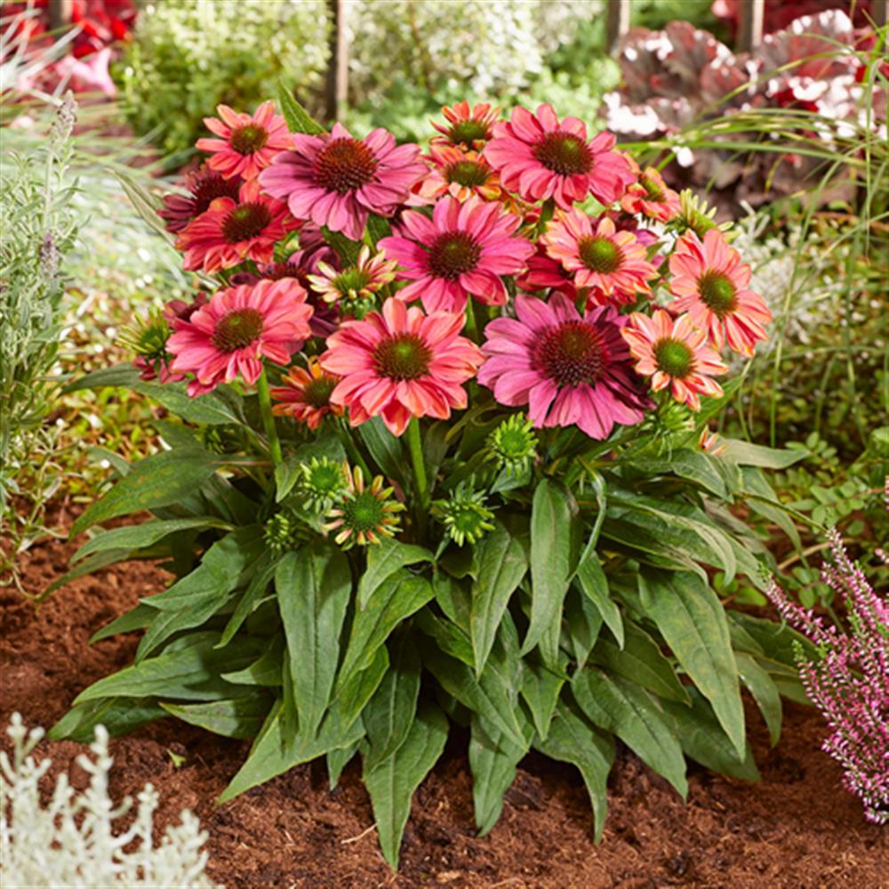 Coneflower 'Evolution Colorific' #1 #1 Pot