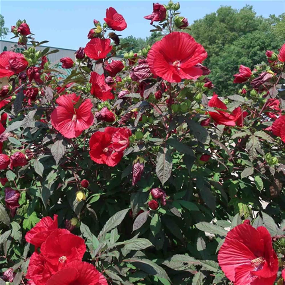 Hibiscus 'Cristi' #2 #2 Pot