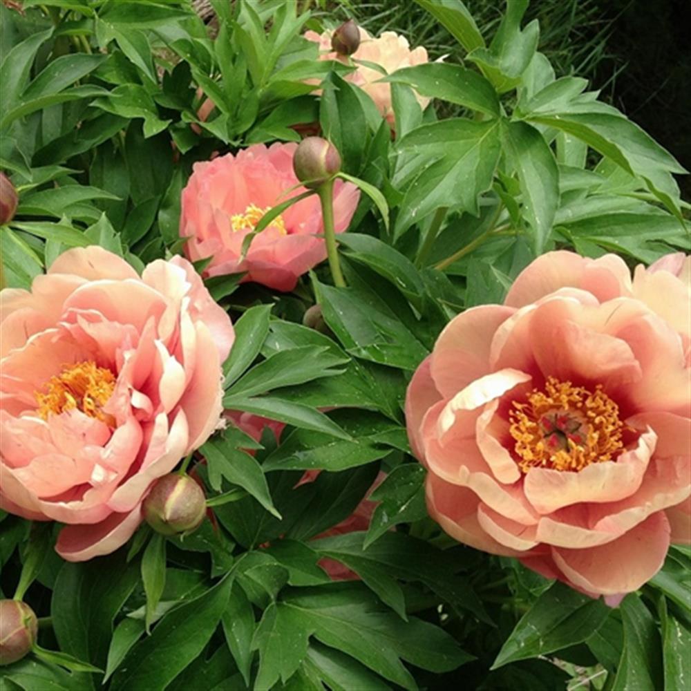 Peony, Itoh 'Peach-A-Licious'#5