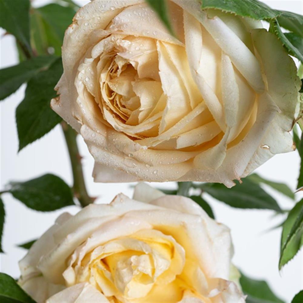 Rose, 'EE My Girl' #2