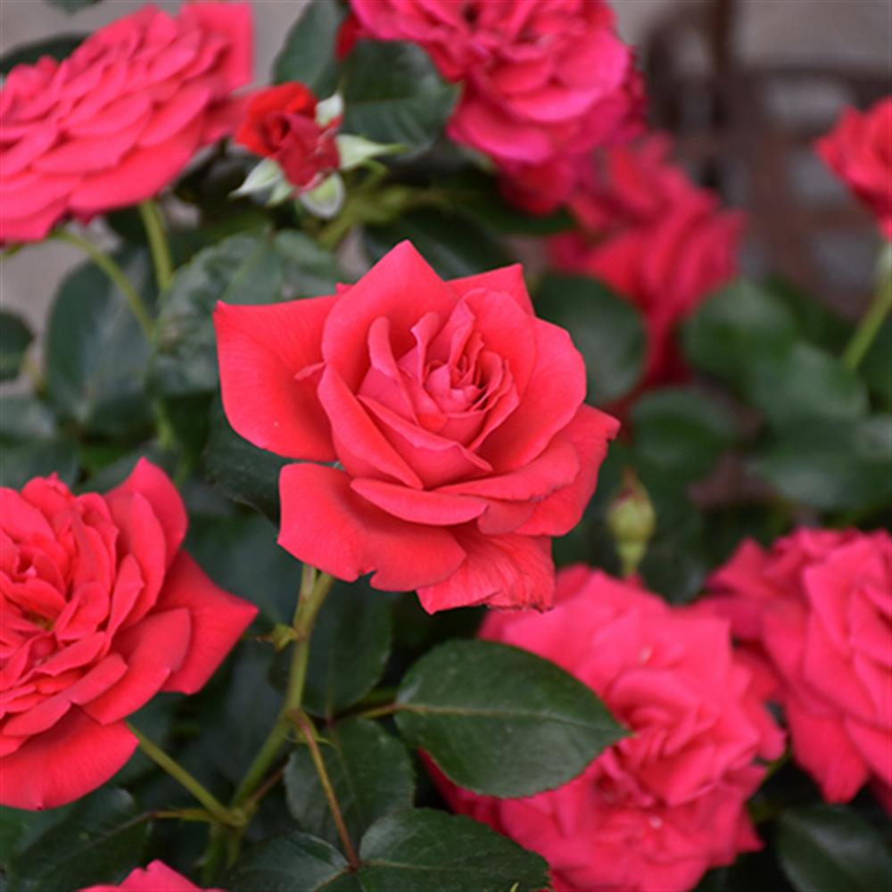 Rose, 'EE Super Hero' #2