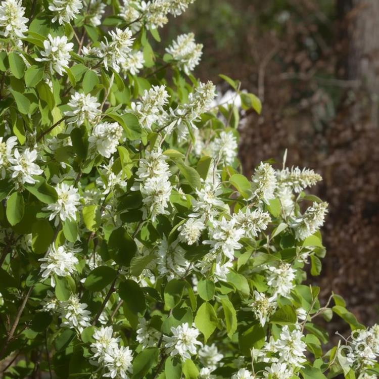 Serviceberry, Standing Ovation #5