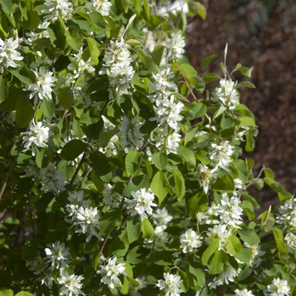Serviceberry, Standing Ovation #5