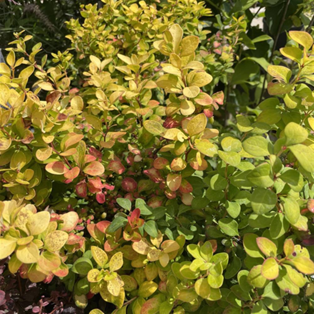 Barberry 'Limoncello' #2 Pot #2 Pot