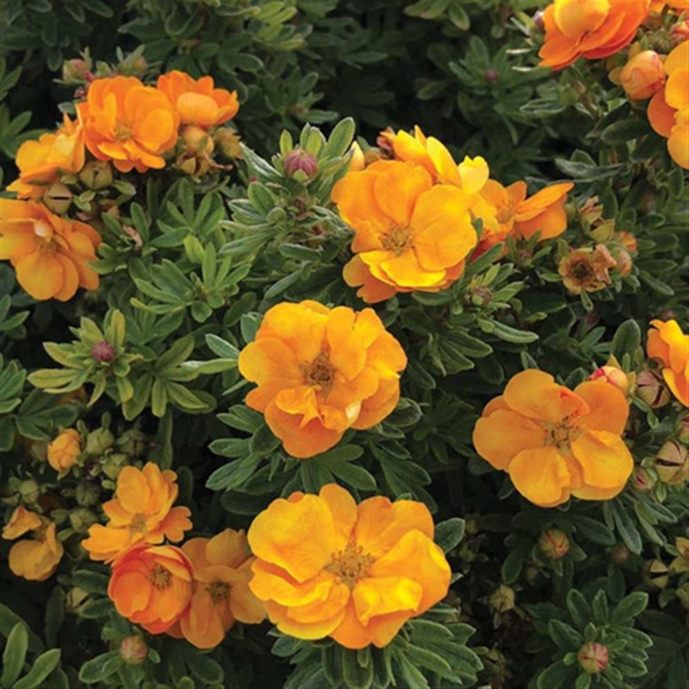 Potentilla, 'Marmalade' #2