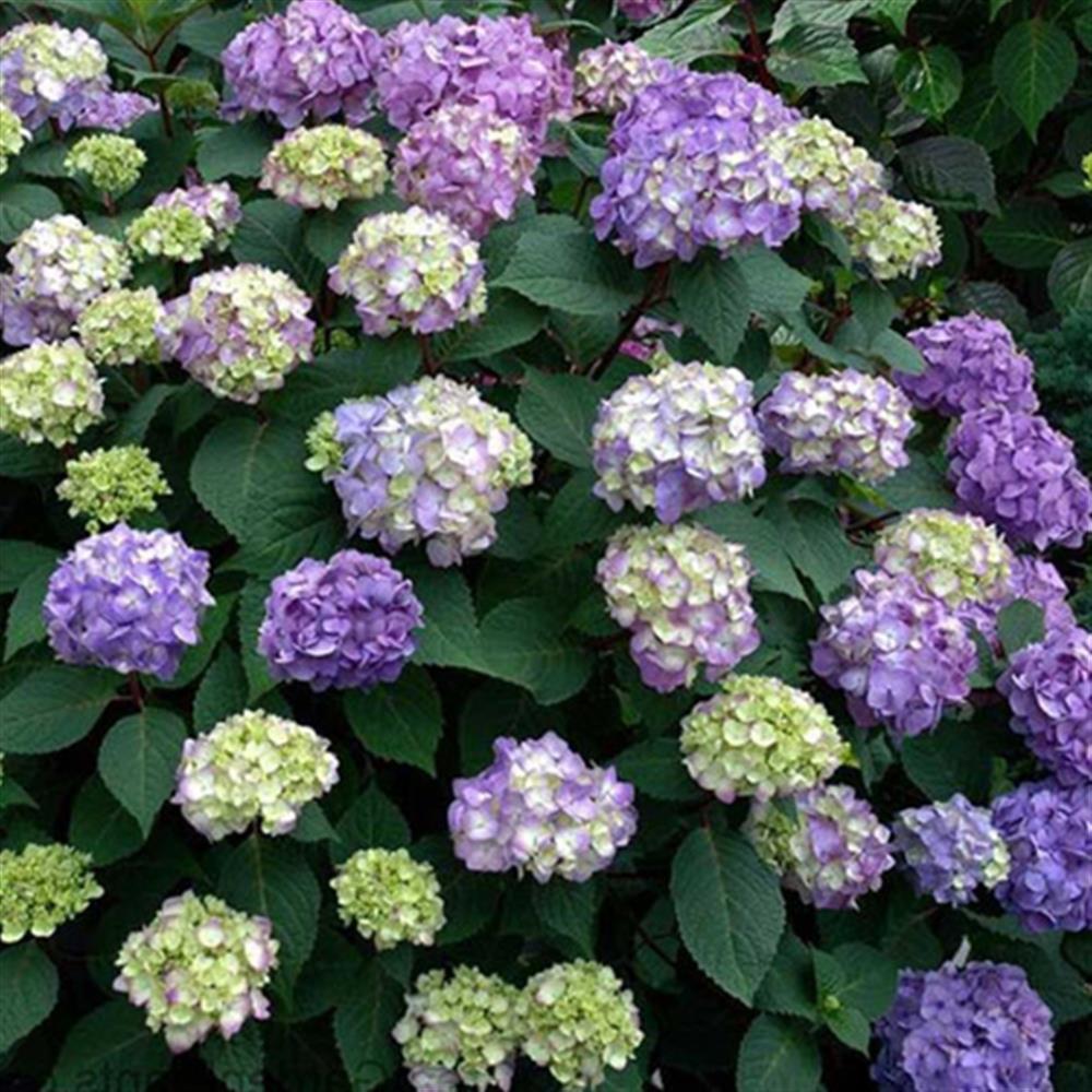 Hydrangea, Bigleaf 'Endless Summer Bloom Struck' #2