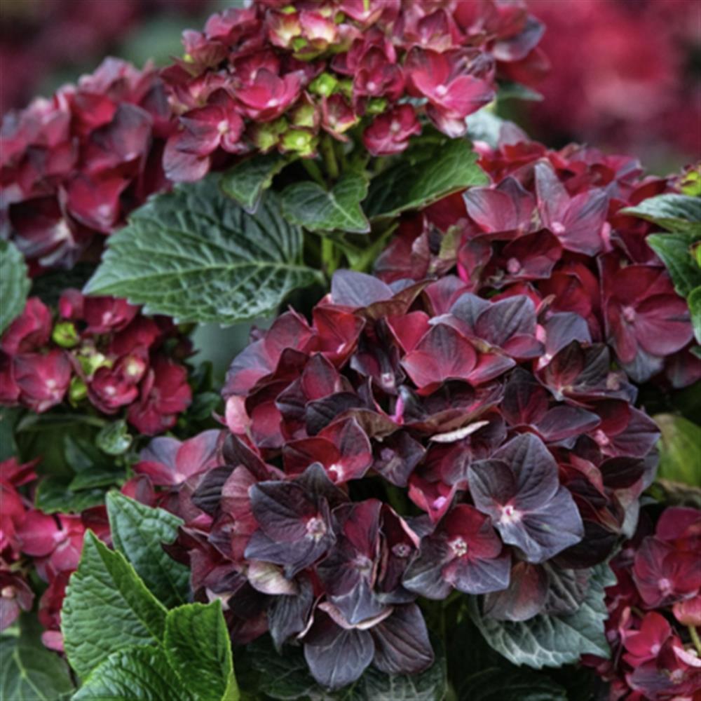 Hydrangea, Bigleaf 'Centennial Ruby' #2 #2 Pot