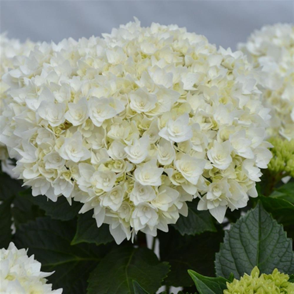 Hydrangea, Bigleaf 'Endless Summer Dream Cloud' #2 #2 Pot
