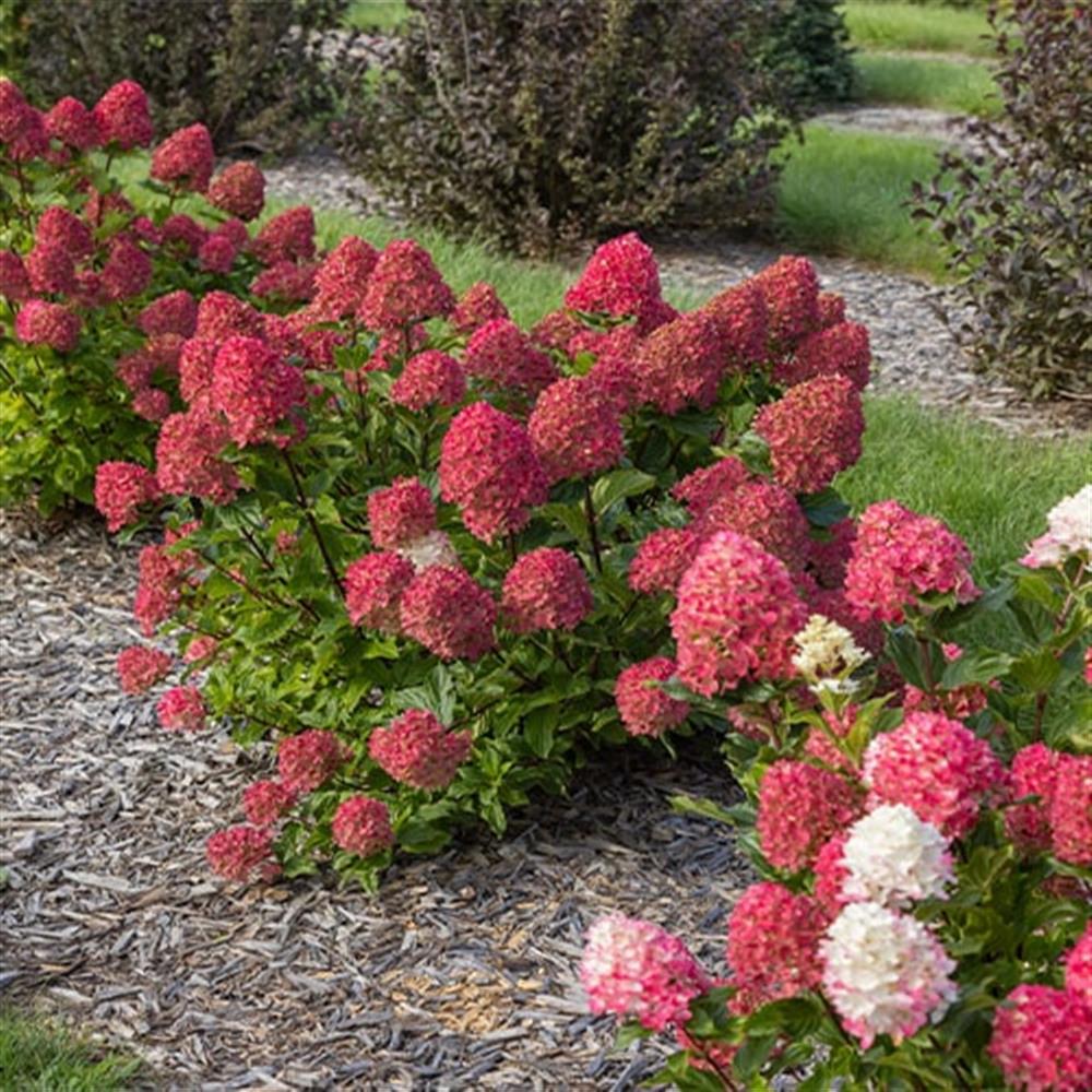 Hydrangea, Pee Gee 'Spring Sizzle' #2 #2 Pot