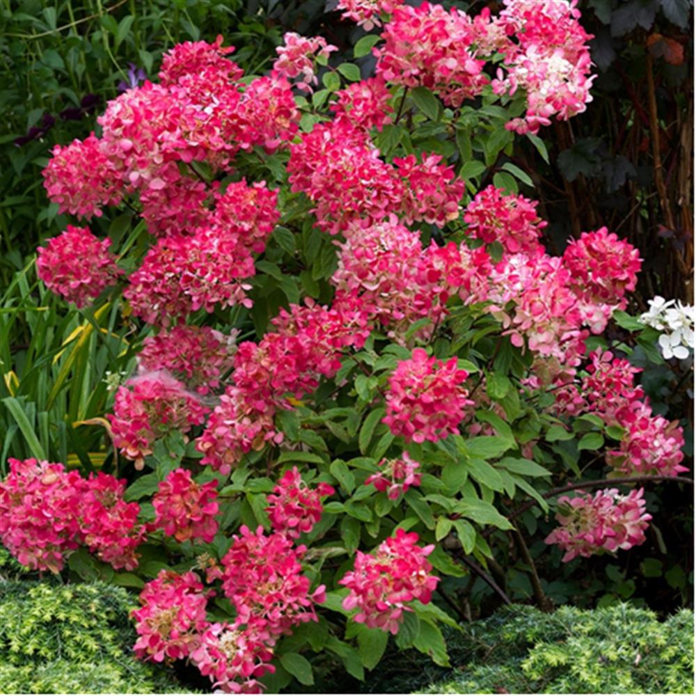 Hydrangea, 'Diamond Rouge' #2