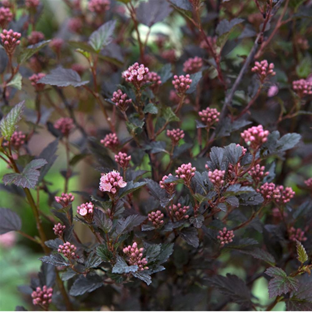 Ninebark, 'Spicy Devil' #2