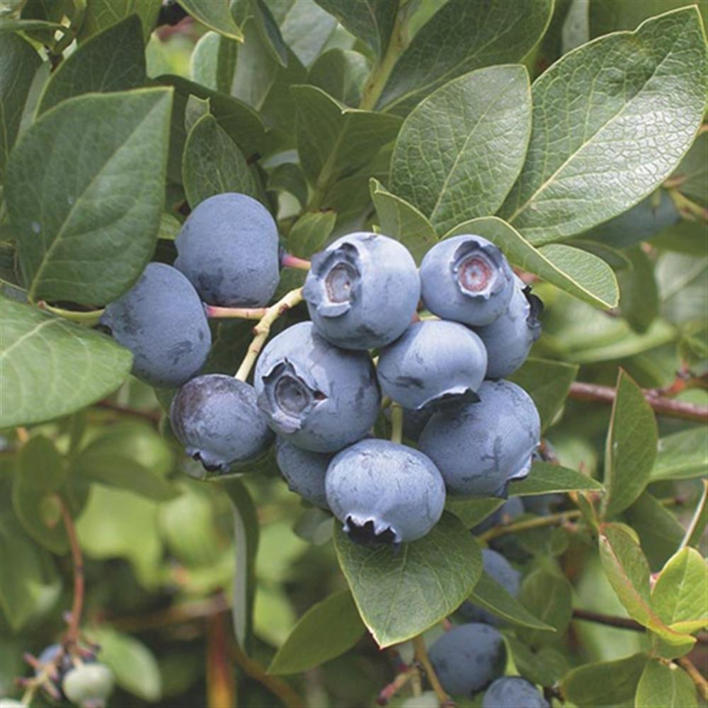 Blueberry, 'Northcountry' Qt. Qt.