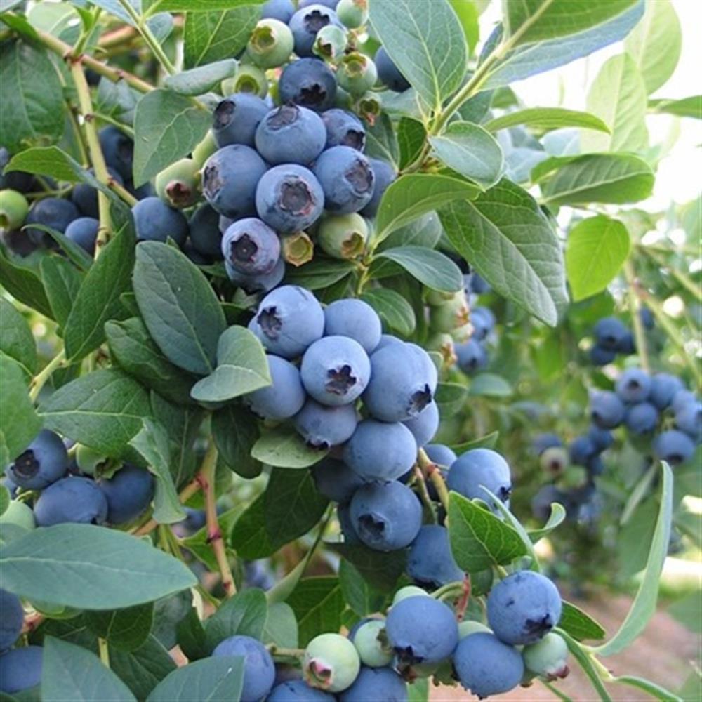 Blueberry 'Superior' Qt. Qt.