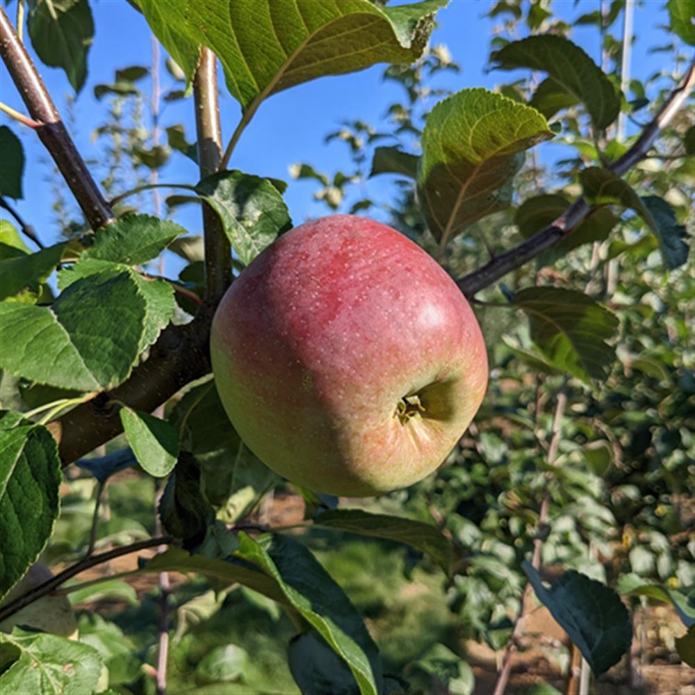 Apple, 'Liberty' #5 #5 Pot