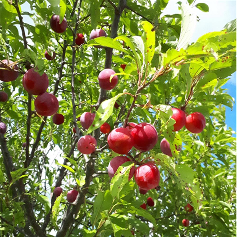 Plum, 'Toka' Semi Dwarf #5 pot