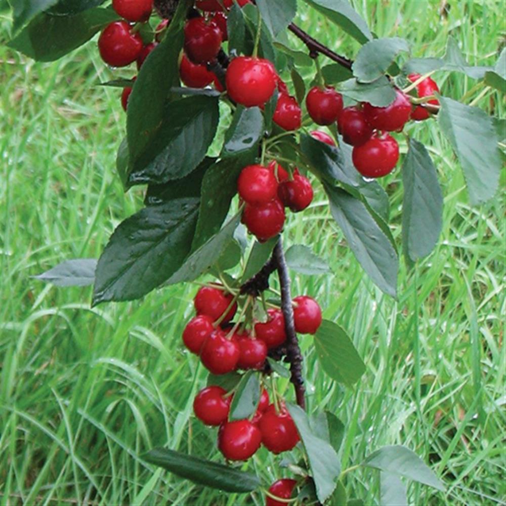 Cherry, 'Sweet Cherry Pie' Sta #5