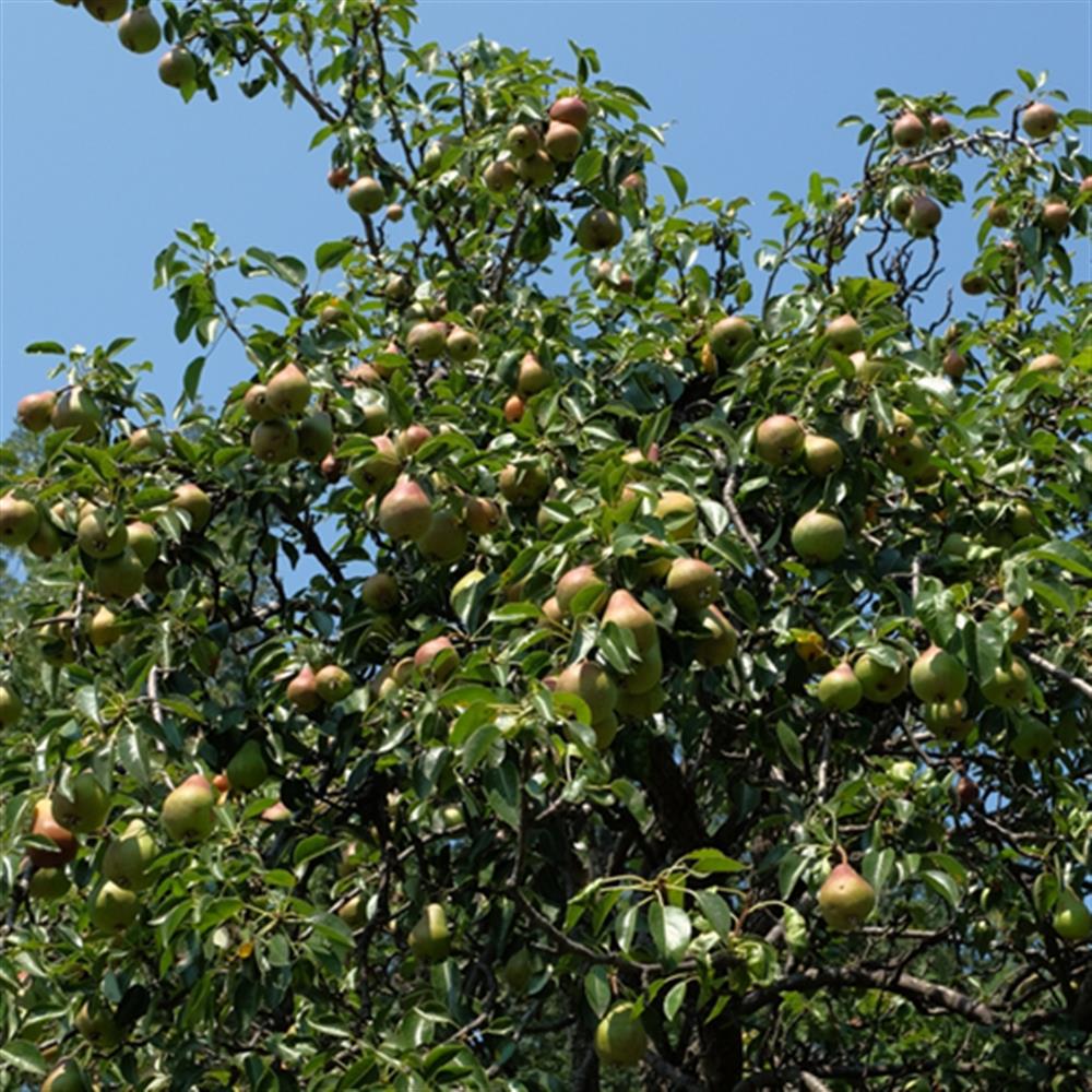 Pear, 'Summercrisp' Semi Dwarf #5