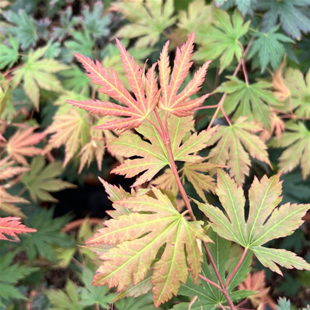 Maple, Korean 'Arctic Jade' #6 #6