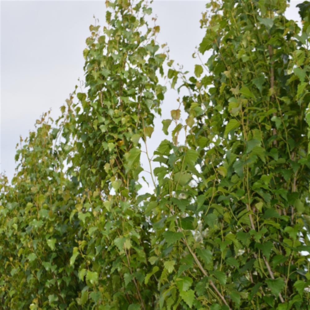 Birch, Japanese 'Parkland Pill #10