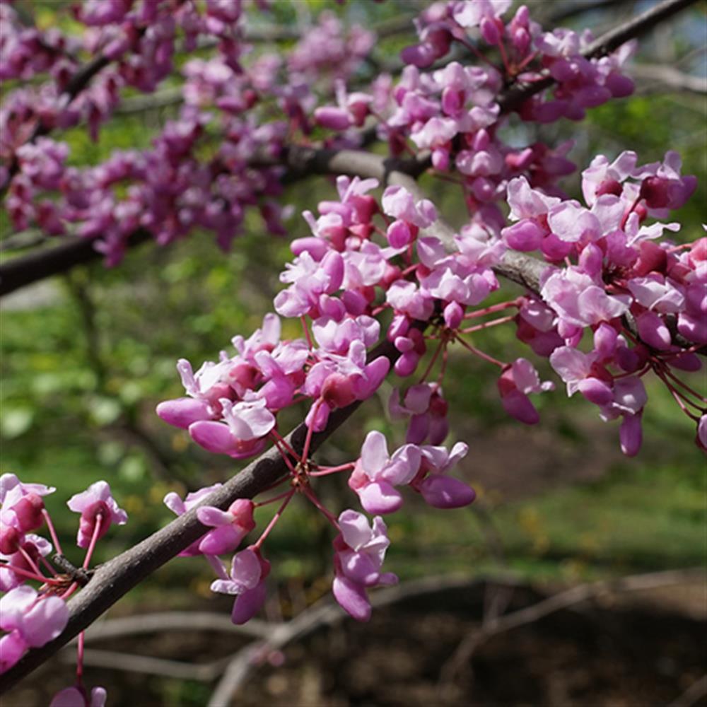 Redbud, 'Northern U of MN' #7 SS