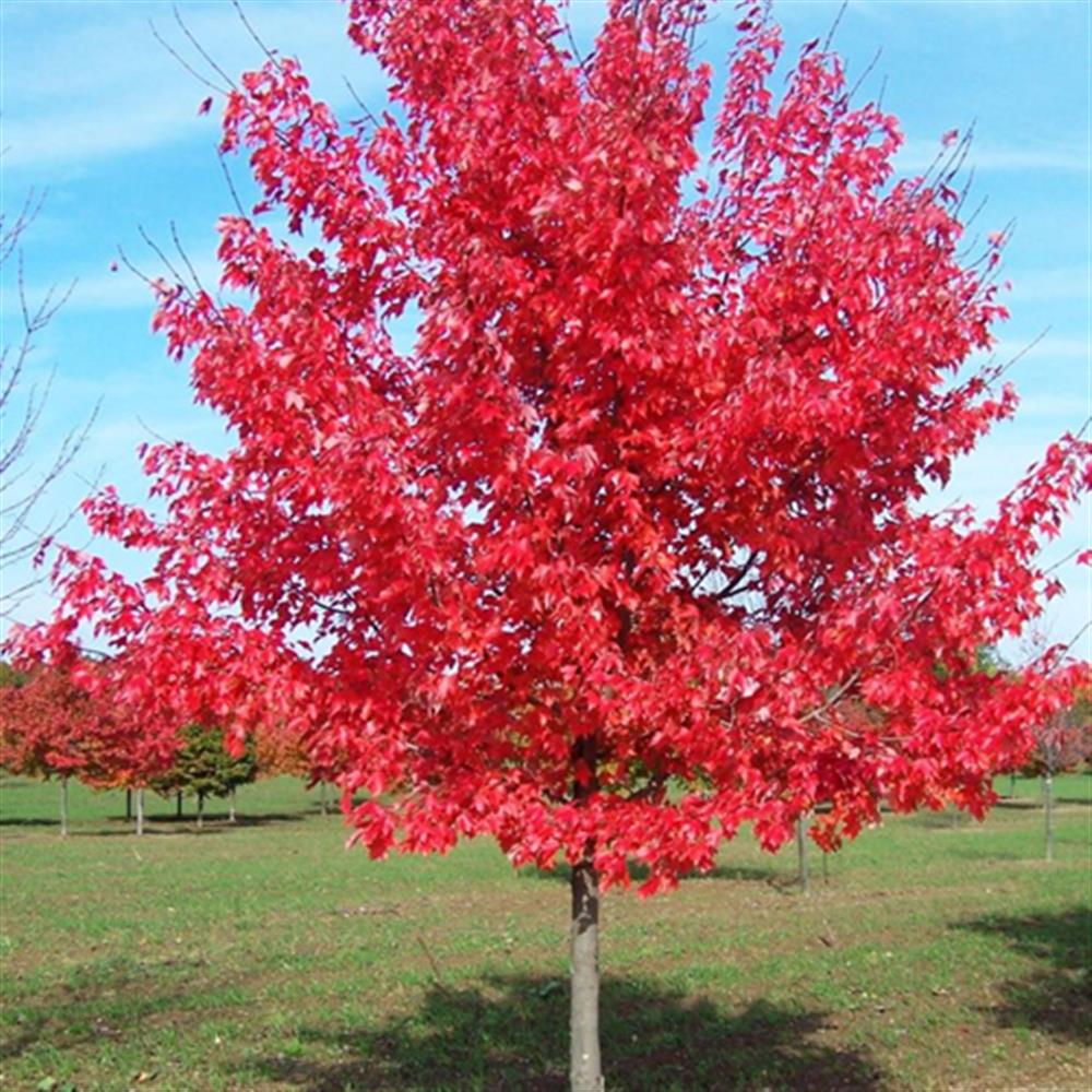Maple, Freeman 'Matador' #10 #10 Pot