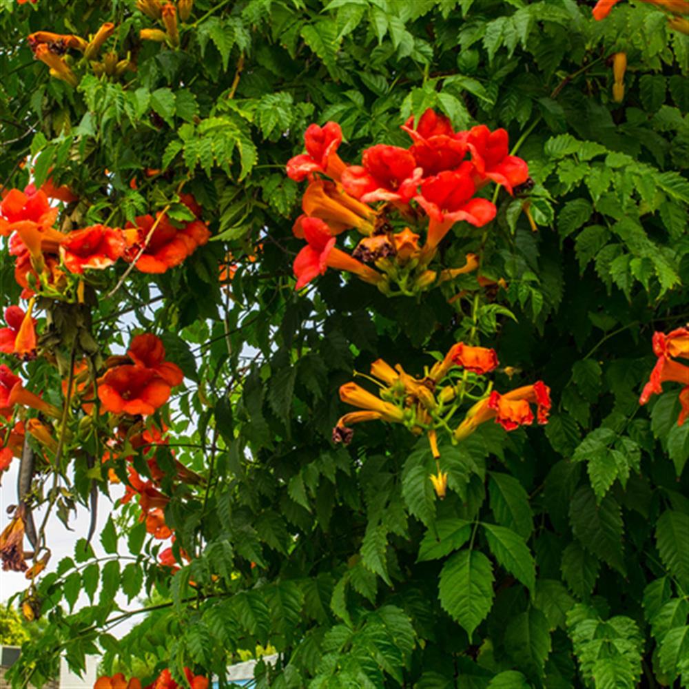Trumpet Vine 'Balboa Sunset'