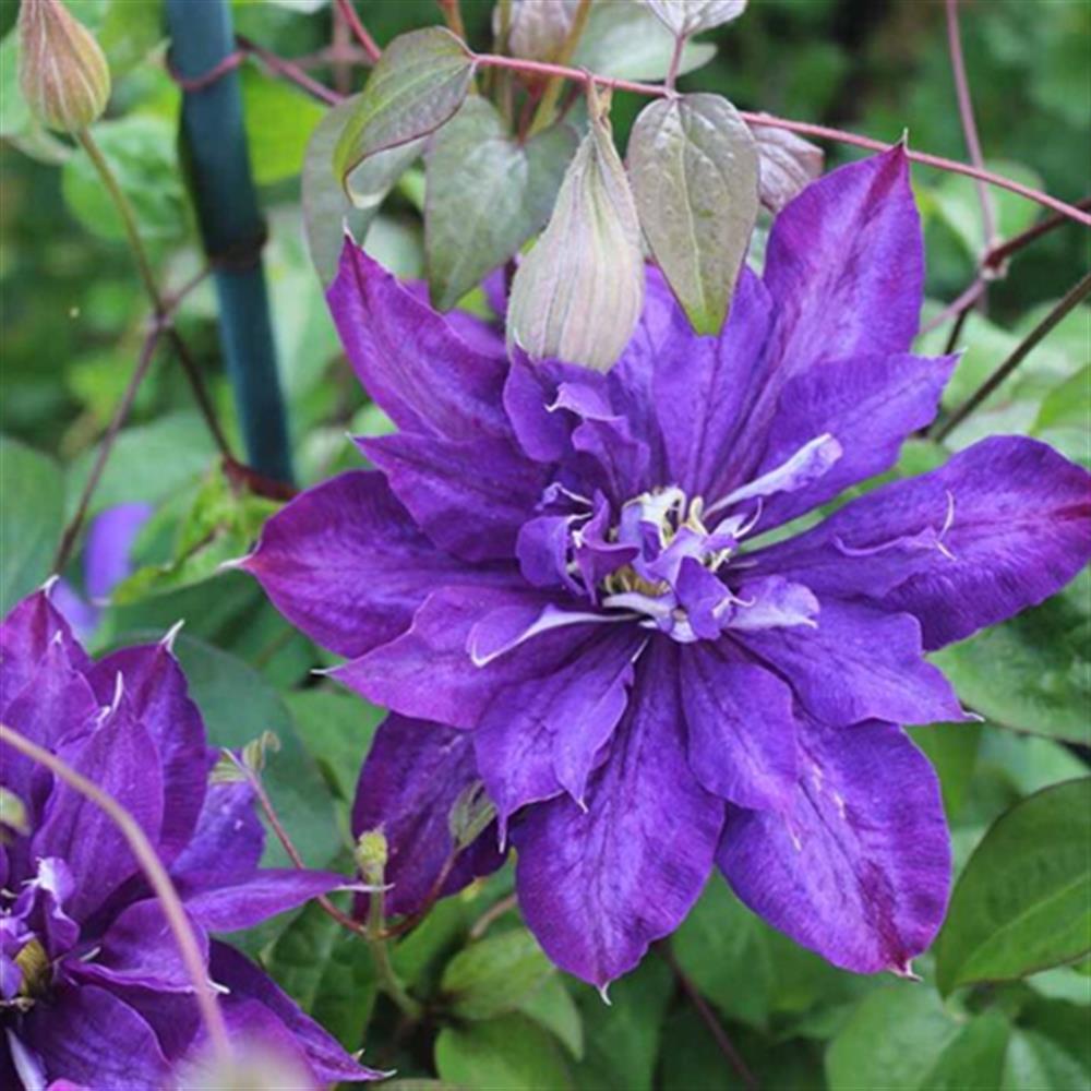 Clematis, 'Frillseeker' #1
