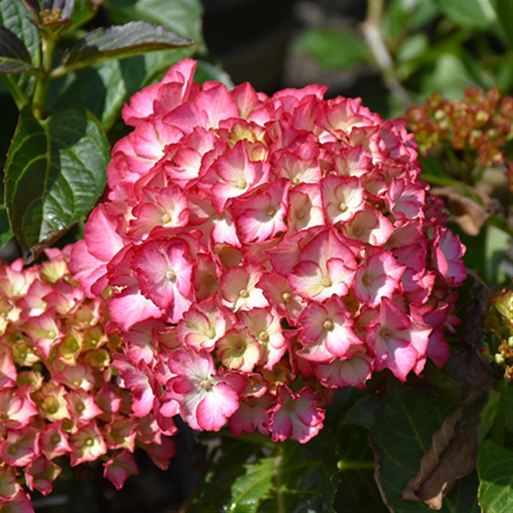 Hydrangea, Bigleaf 'Seaside Hamptons' #2