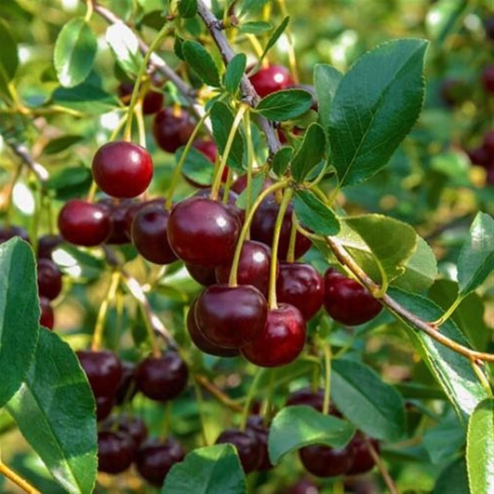 Cherry 'Carmine Jewel' #3 #3