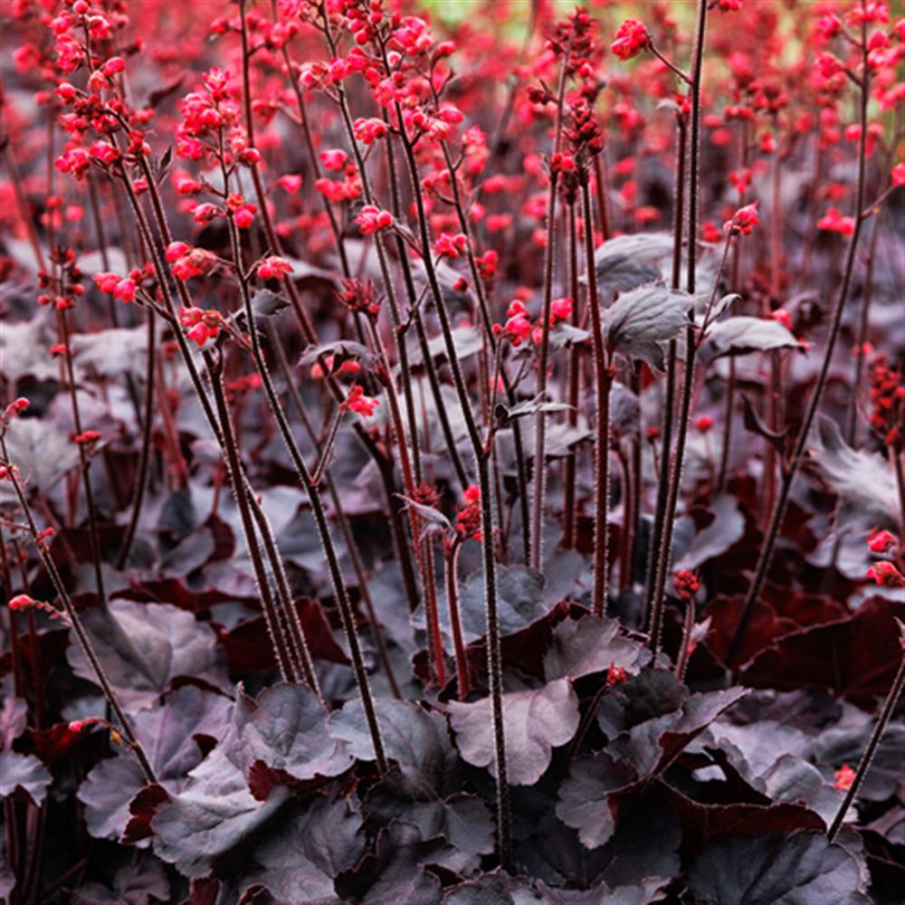 Coral Bells 'Black Forest Cake #1