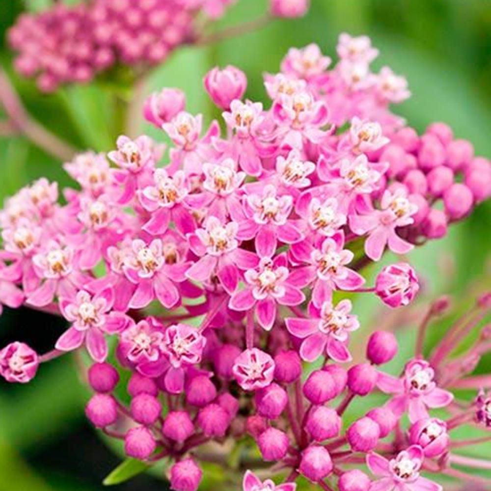 Swamp Milkweed 'Cinderella' #1 Asclepias #1 Pot
