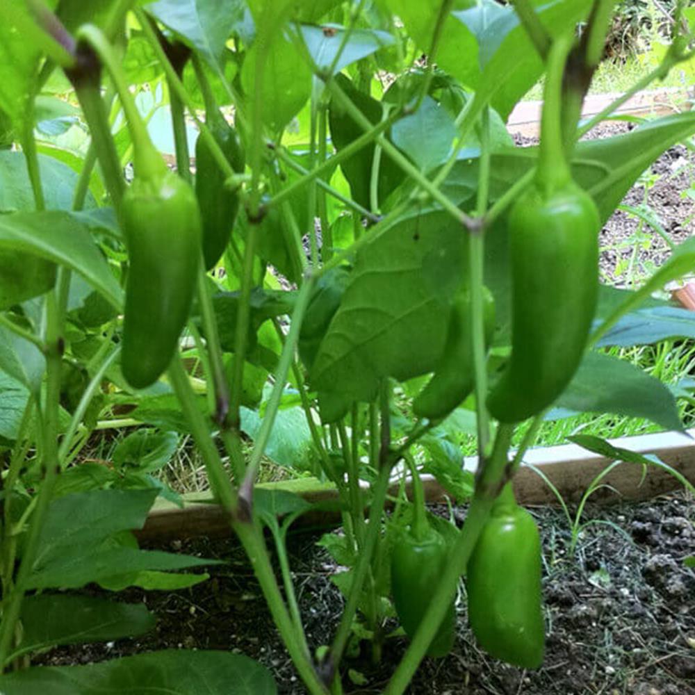 Pepper Hot 'Jalapeno' 6 Pack 6 Pack