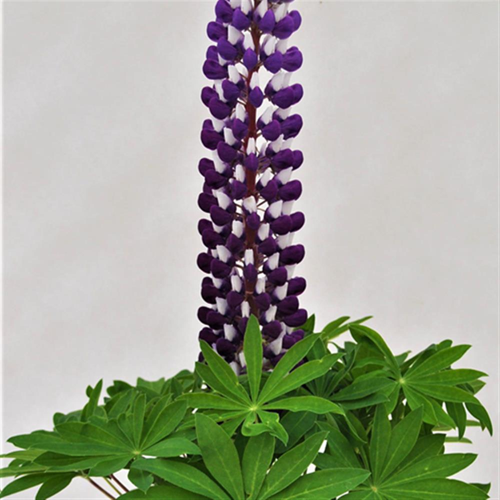 Lupine Staircase 'Blue' #2 #2