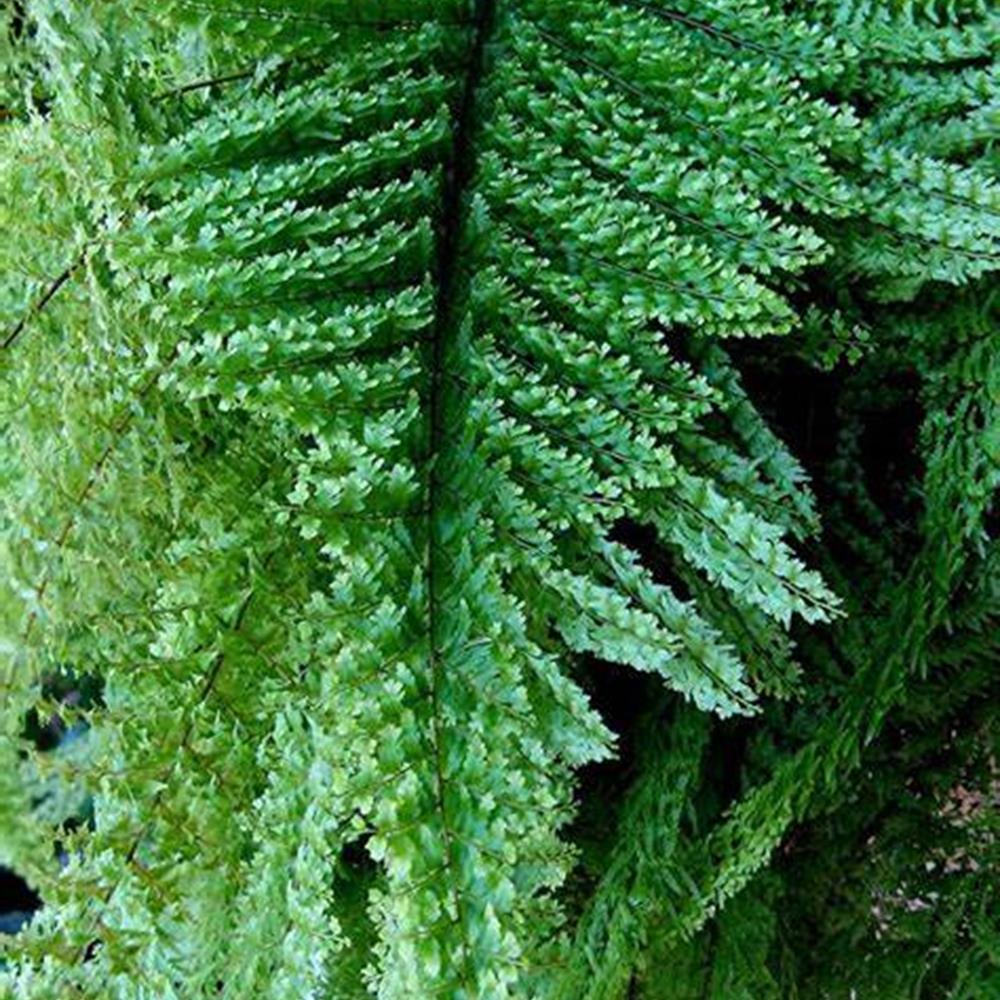 Fern Boston 'King Compacta 10" 10" HB