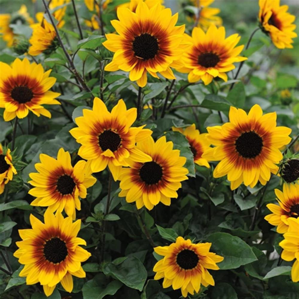Sunflower 'Sunbelievable Brown #1