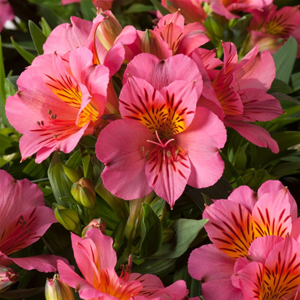 Alstroemeria Eliane Pink #2