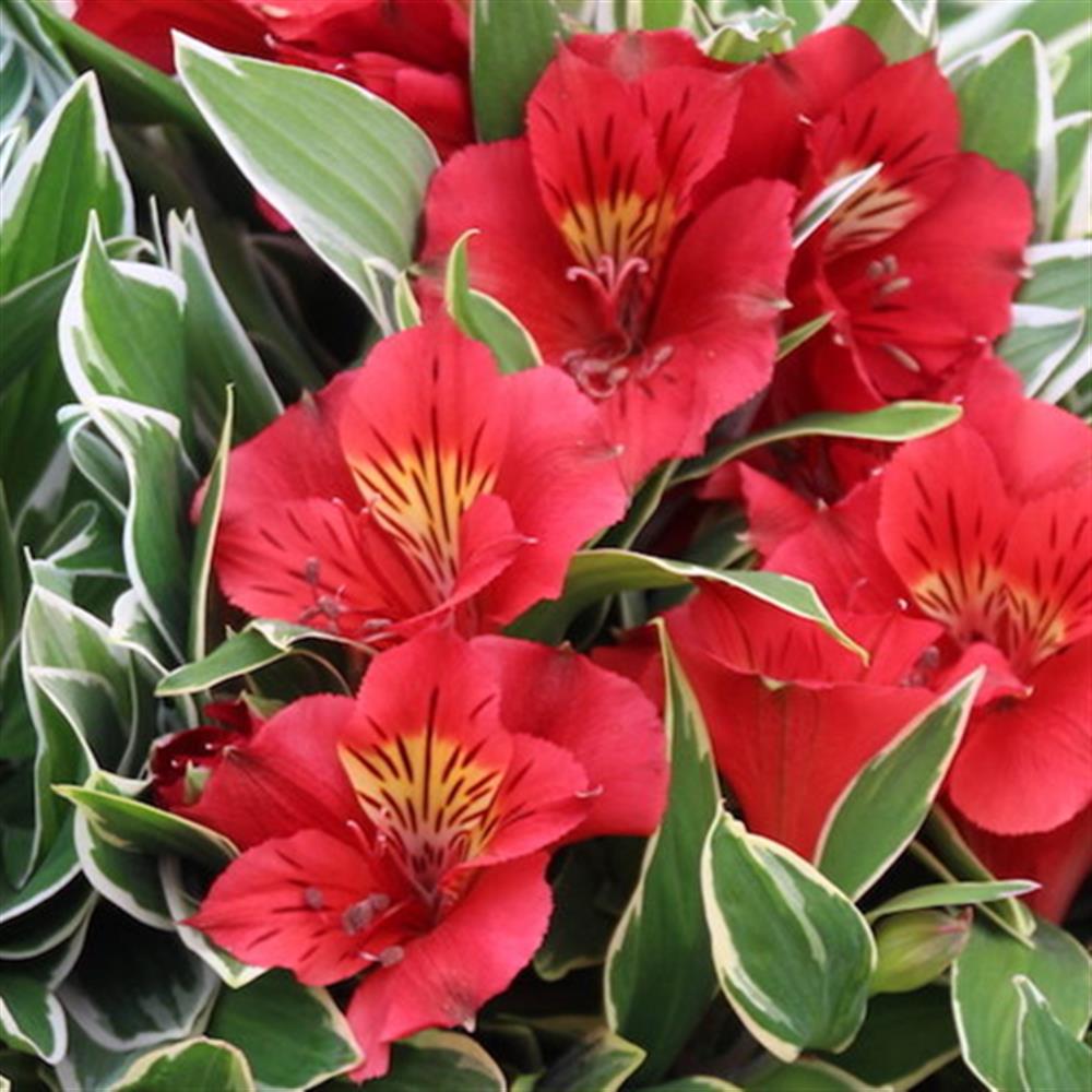 Alstroemeria Katiana Red Variegated #2